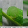 coen pamphilus larva4 volg4